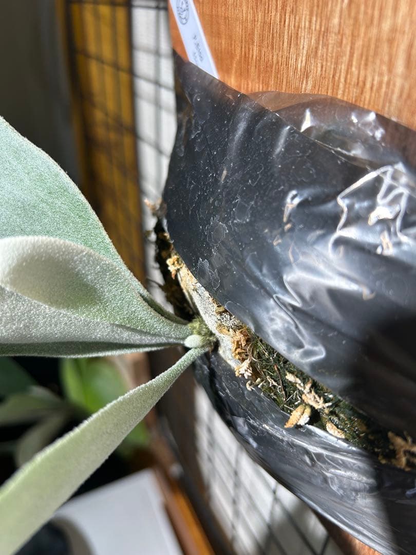 【週末限定値下げ】P.Elsa（OC）pup