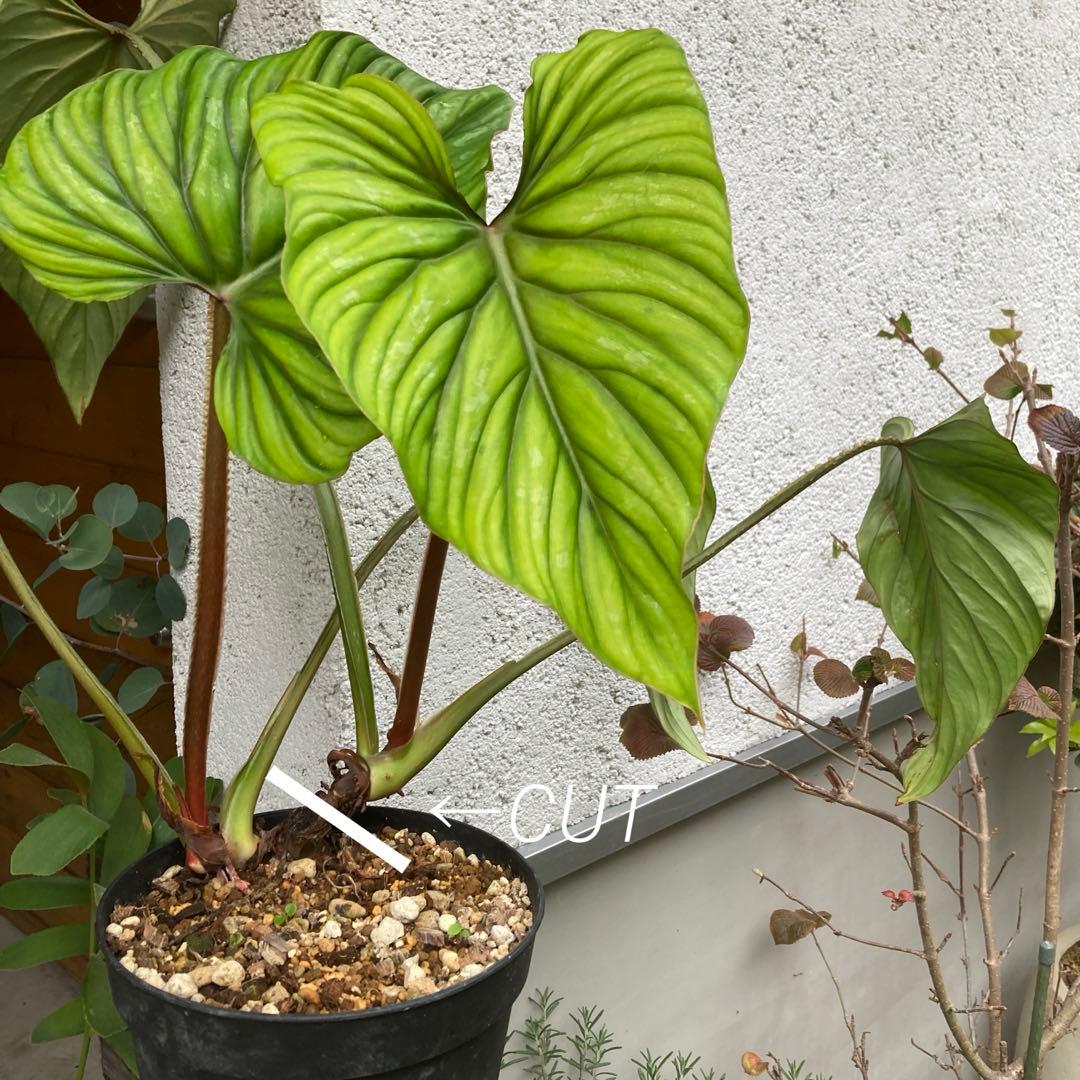 フィロデンドロン・プロウマニー・ブラックフェイス　カット苗