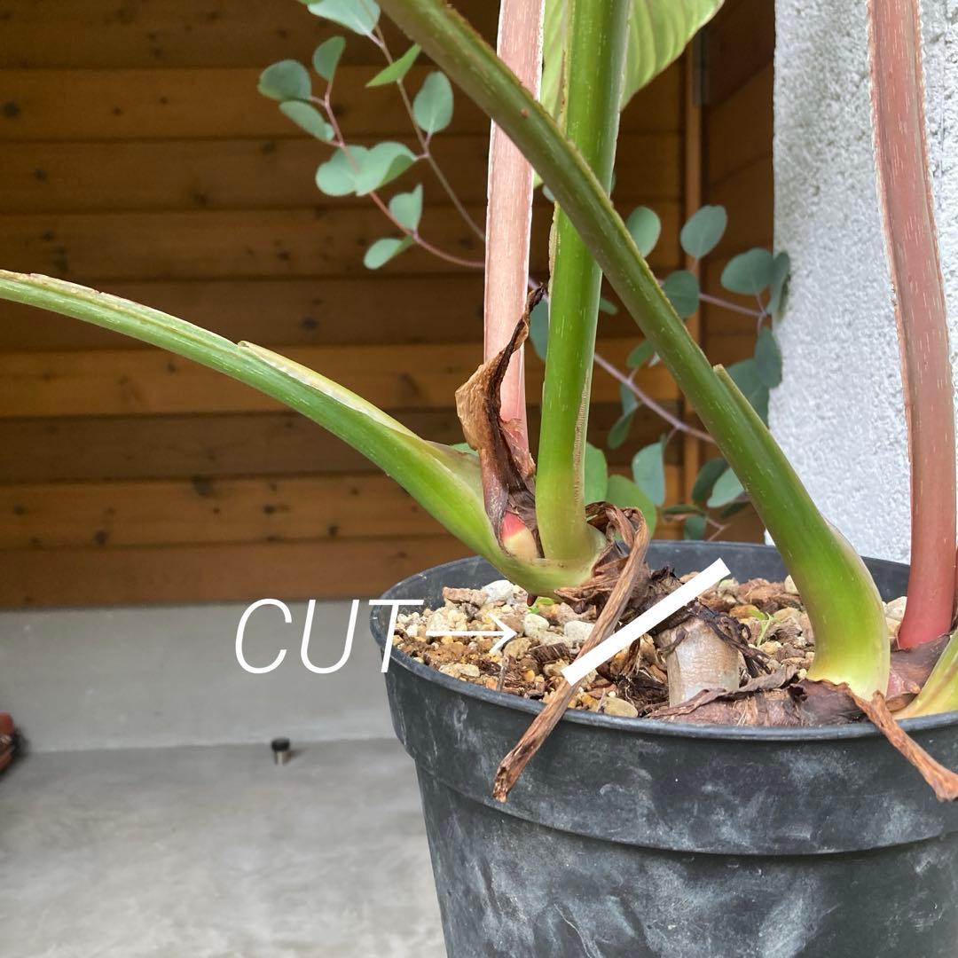 フィロデンドロン・プロウマニー・ブラックフェイス　カット苗