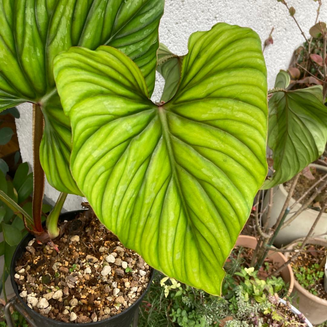 フィロデンドロン・プロウマニー・ブラックフェイス　カット苗