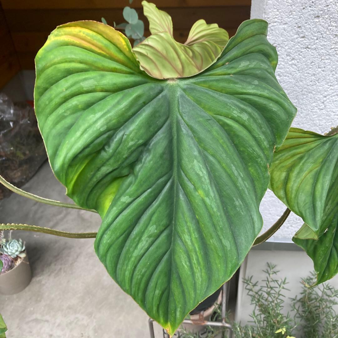 フィロデンドロン・プロウマニー・ブラックフェイス　カット苗