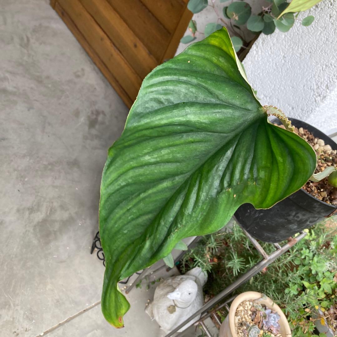 フィロデンドロン・プロウマニー・ブラックフェイス　カット苗