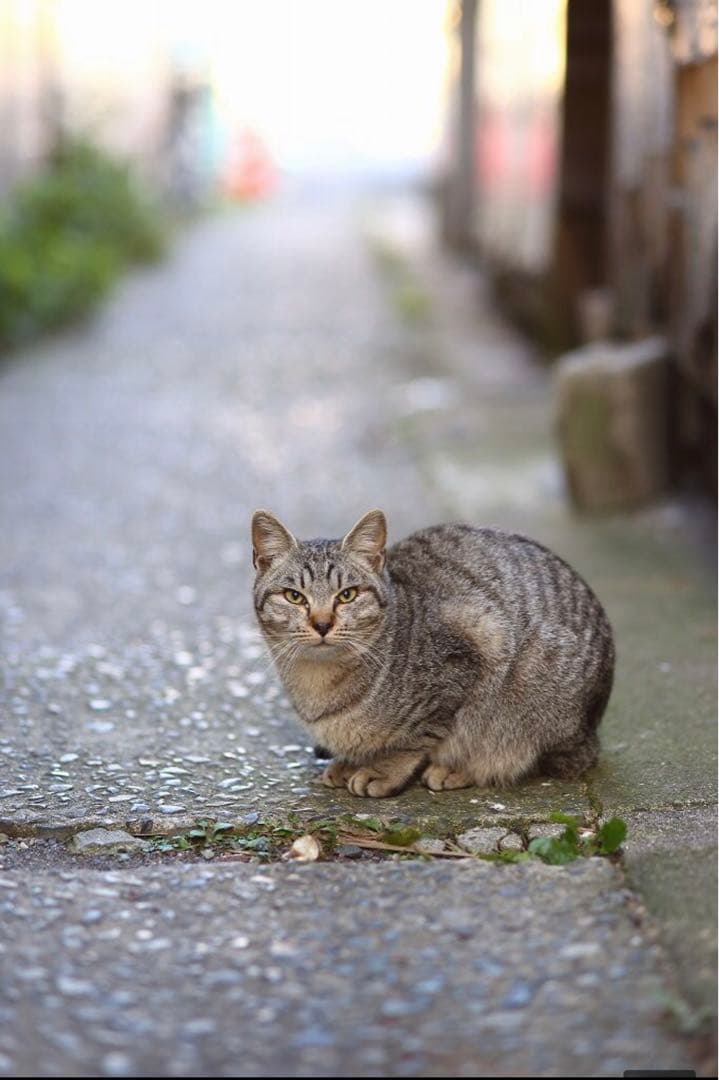 レンズ(単焦点) For CANON DSLR 85mm F1.8 Prime lens