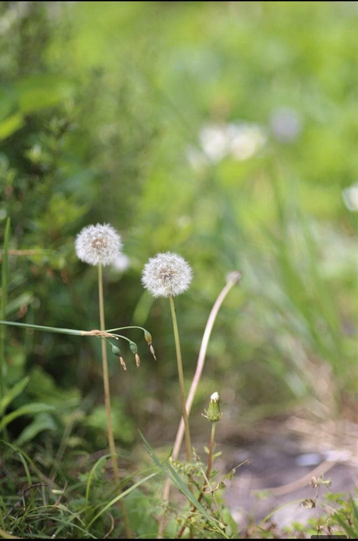 レンズ(単焦点) For CANON DSLR 85mm F1.8 Prime lens
