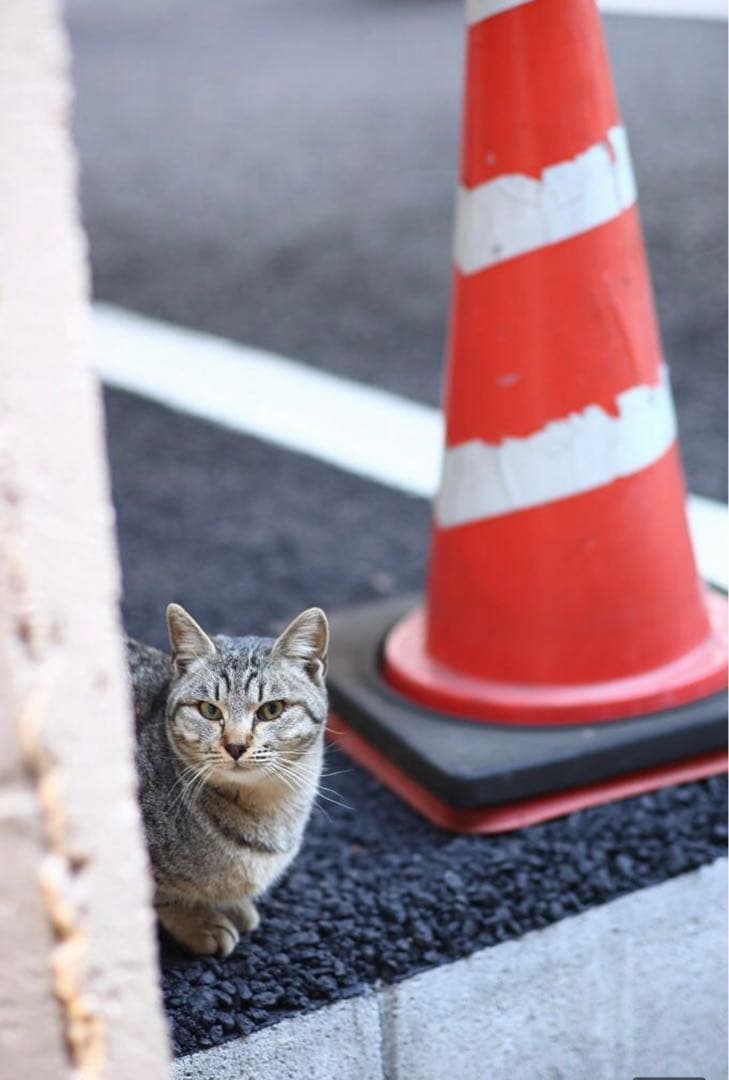 レンズ(単焦点) For CANON DSLR 85mm F1.8 Prime lens
