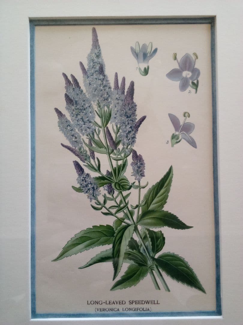 イギリス ボタニカル画 石版画(クロモリトグラフ) １８９７年