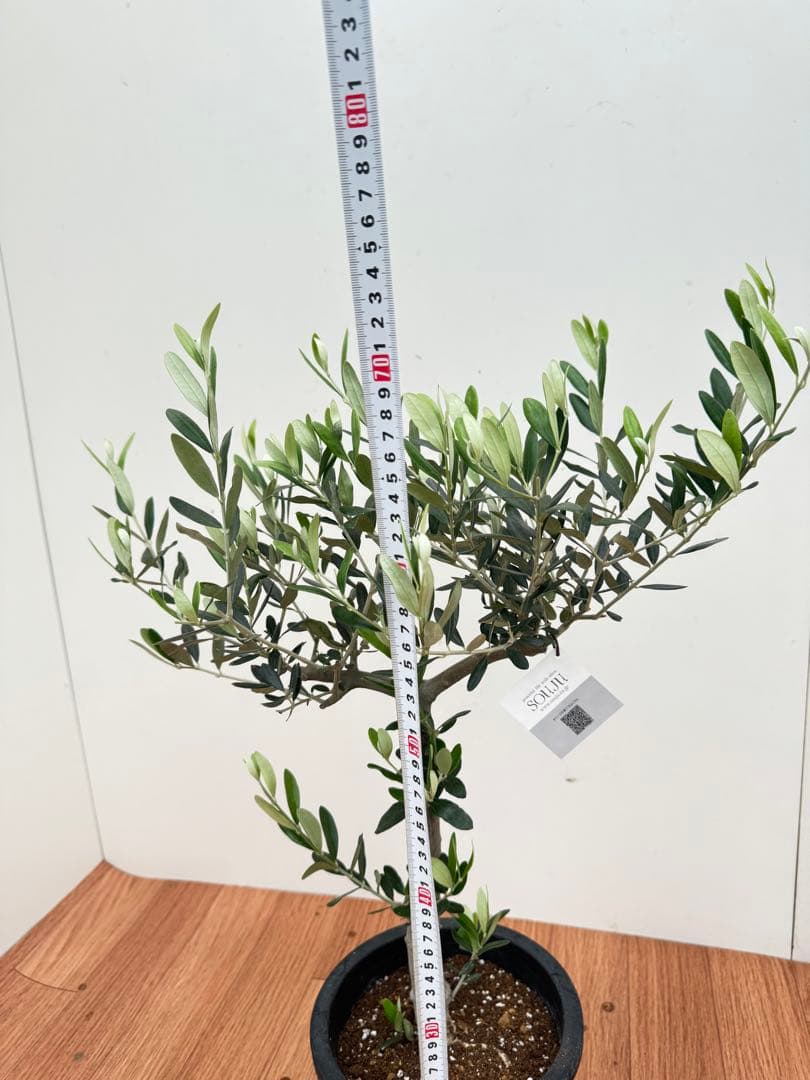 オリーブ　創樹　ルッカ　8