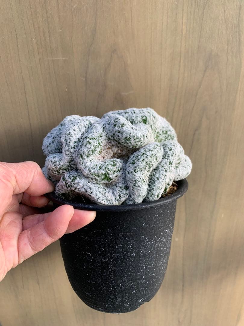 マミラリア・春星　綴化