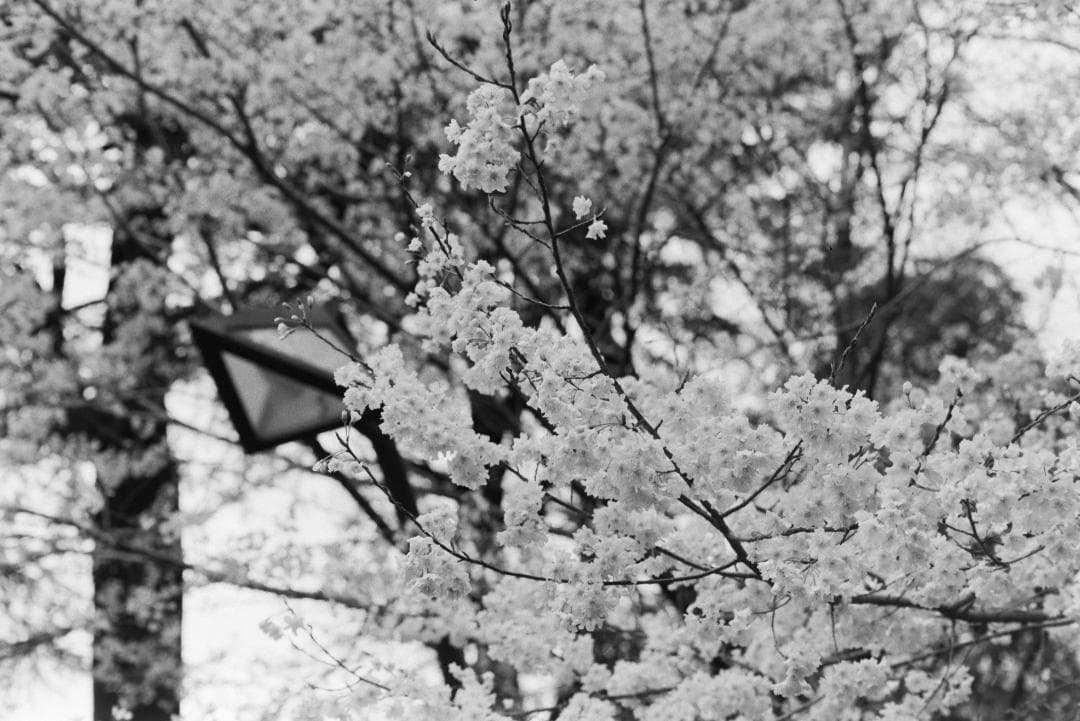 フィルムカメラ minolta X700 MD 50mm f1.4