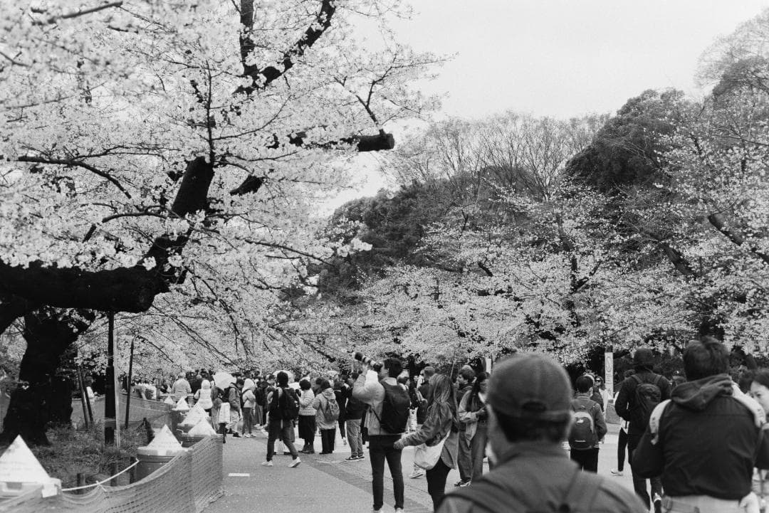 フィルムカメラ minolta X700 MD 50mm f1.4