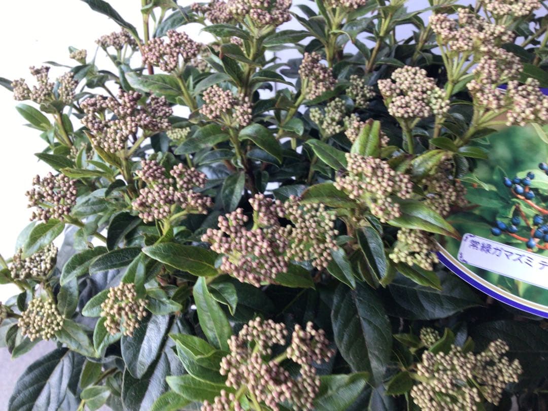 大株で花のつぼみびっちり付いてます。常緑ビバーナムティナス