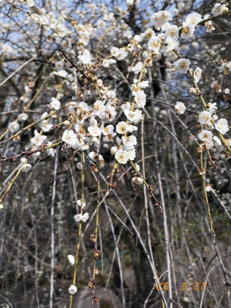 【中古・並品】FUJIFILM X-half チャコールシルバー