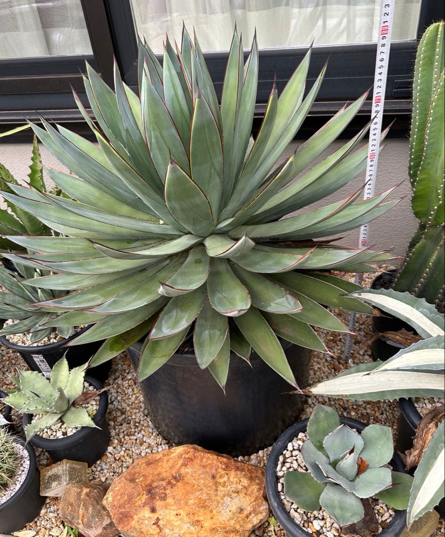 アガベ　ブルーグロー　超特大　美形　引き取り限定 　ドライガーデン　サボテン