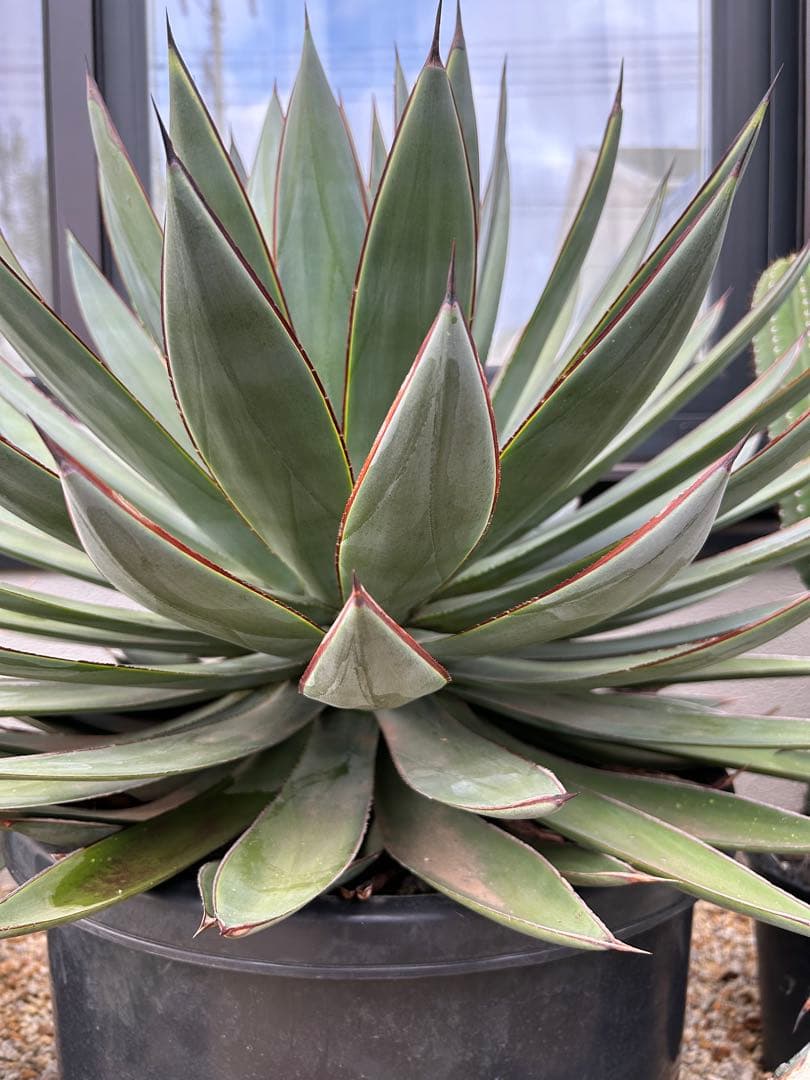 アガベ　ブルーグロー　超特大　美形　引き取り限定 　ドライガーデン　サボテン