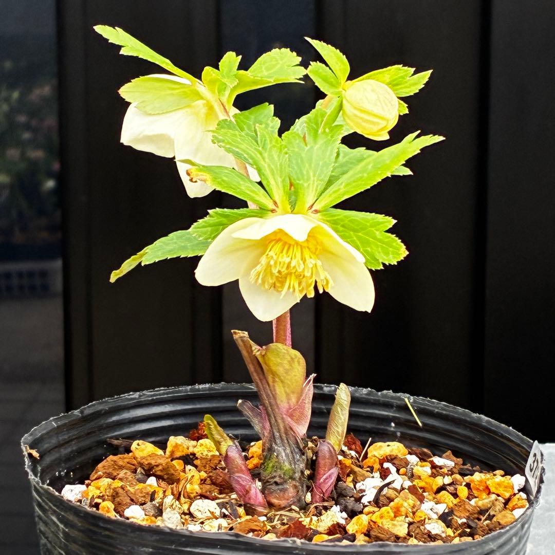 3729⭐️デュメxオーレア⭐️小輪⭐️レッドアイ⭐️オーレア⭐️超コンパクト⭐️大木