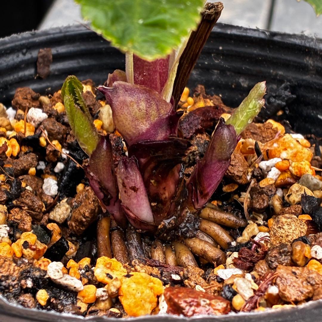 3729⭐️デュメxオーレア⭐️小輪⭐️レッドアイ⭐️オーレア⭐️超コンパクト⭐️大木