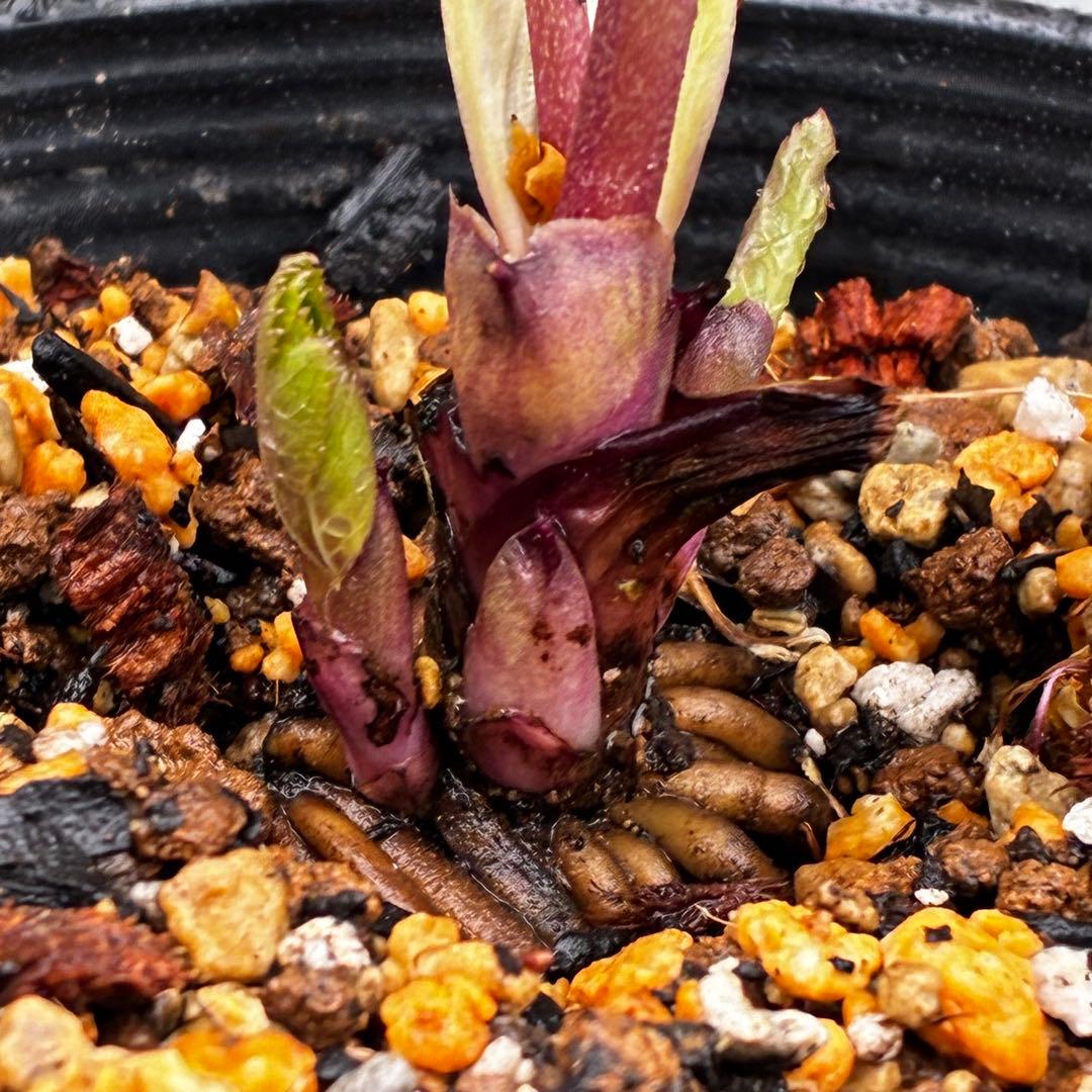 3729⭐️デュメxオーレア⭐️小輪⭐️レッドアイ⭐️オーレア⭐️超コンパクト⭐️大木