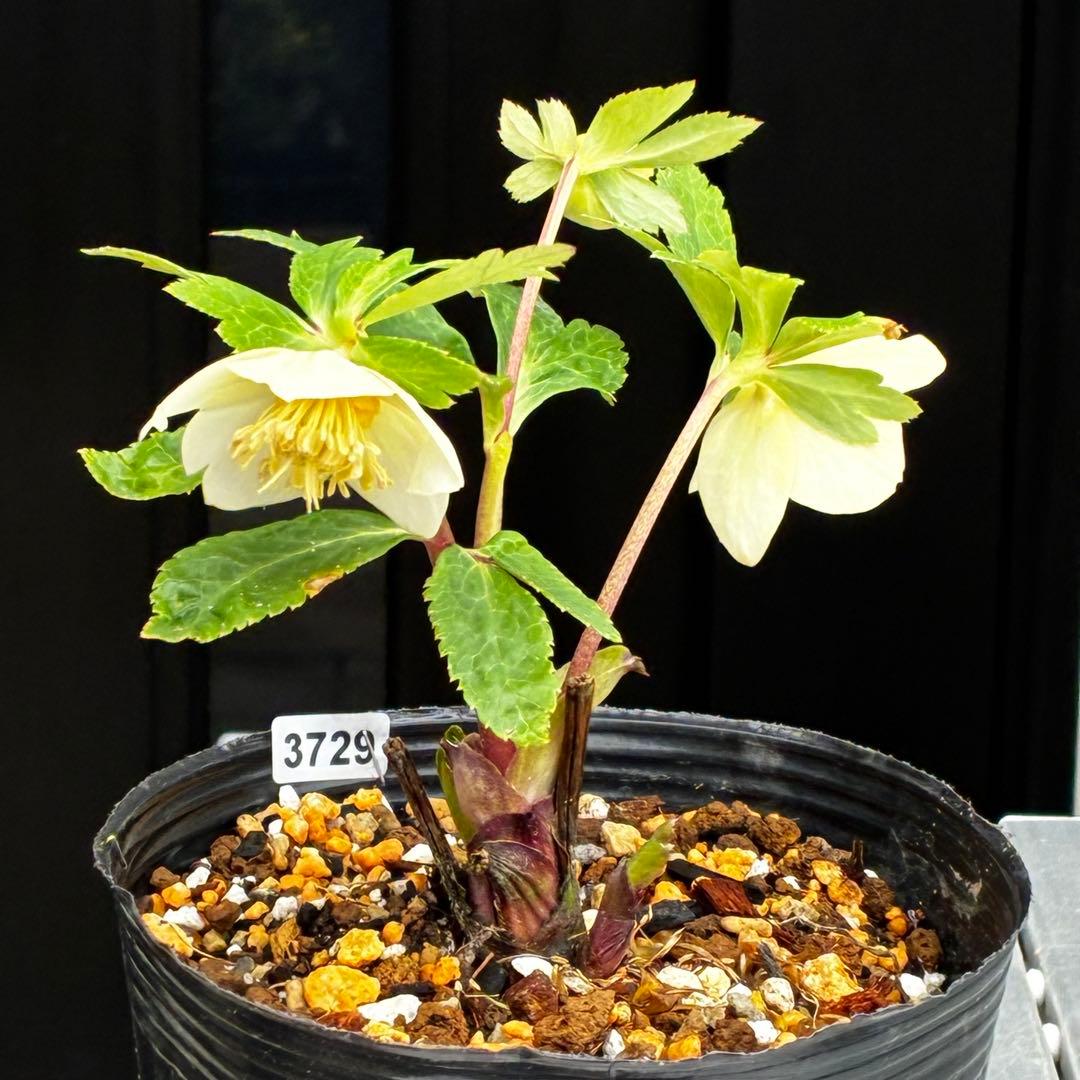 3729⭐️デュメxオーレア⭐️小輪⭐️レッドアイ⭐️オーレア⭐️超コンパクト⭐️大木