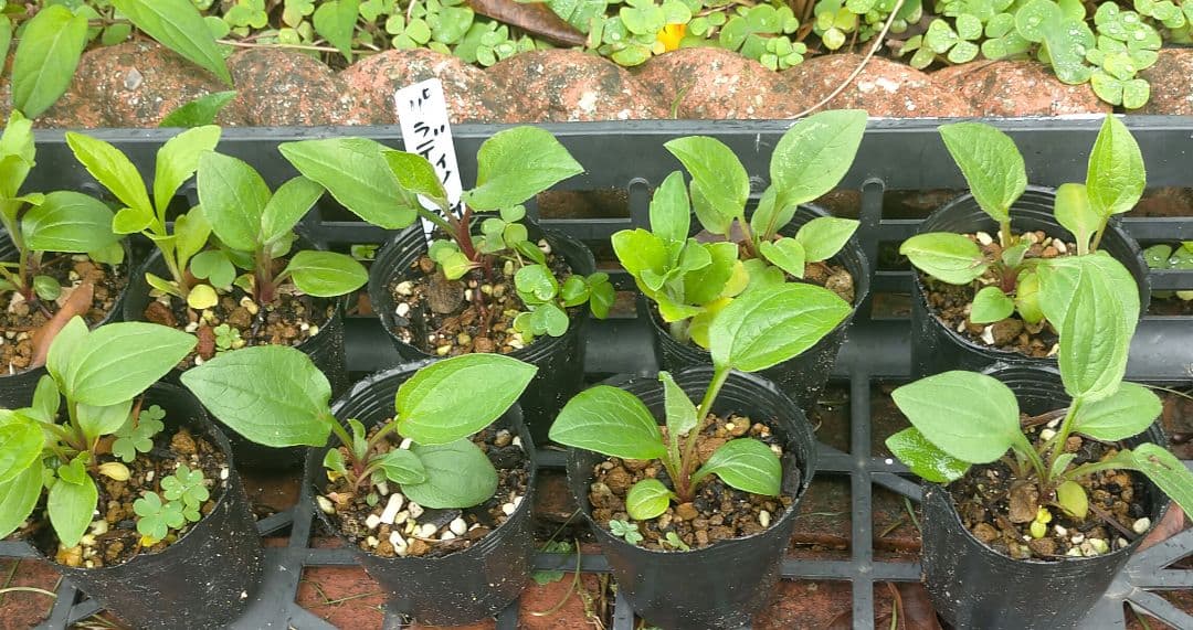 エキナセア（パラディソ）幼苗/八重性ローズ/宿根草/約80cm（ポットのまま）④