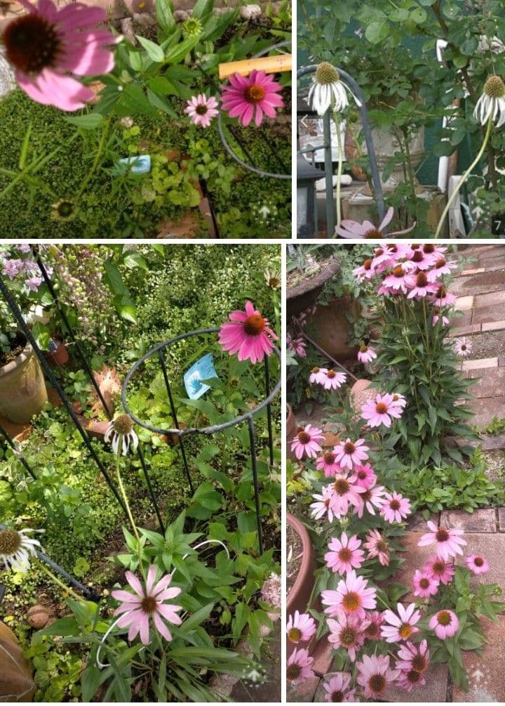 エキナセア（パラディソ）幼苗/八重性ローズ/宿根草/約80cm（ポットのまま）④