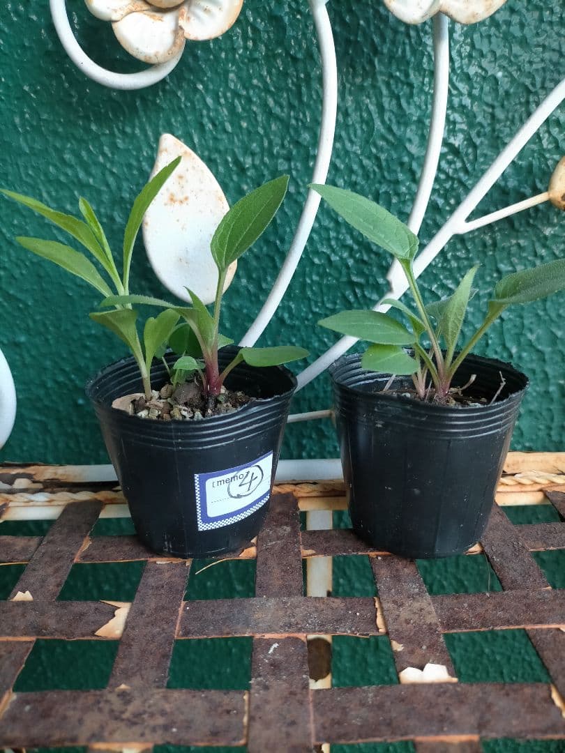 エキナセア（パラディソ）幼苗/八重性ローズ/宿根草/約80cm（ポットのまま）④