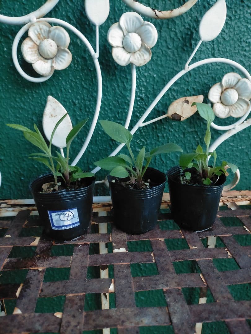 エキナセア（パラディソ）幼苗/八重性ローズ/宿根草/約80cm（ポットのまま）④