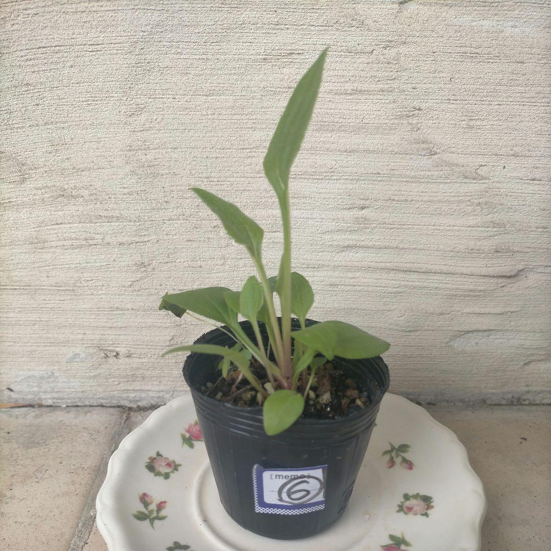 エキナセア（パラディソ）幼苗/八重性ローズ/宿根草/約80cm（ポットのまま）④