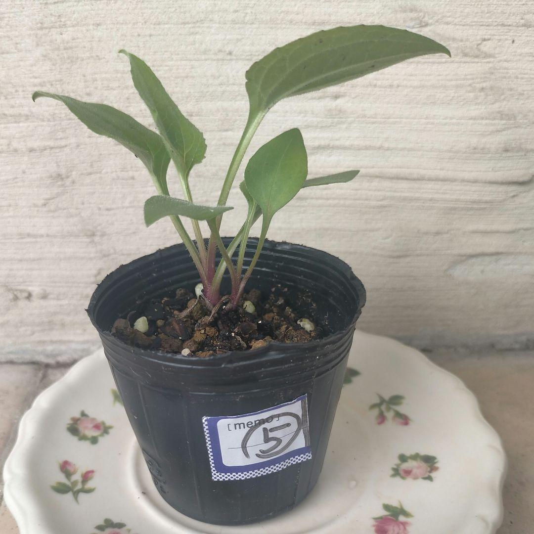 エキナセア（パラディソ）幼苗/八重性ローズ/宿根草/約80cm（ポットのまま）④