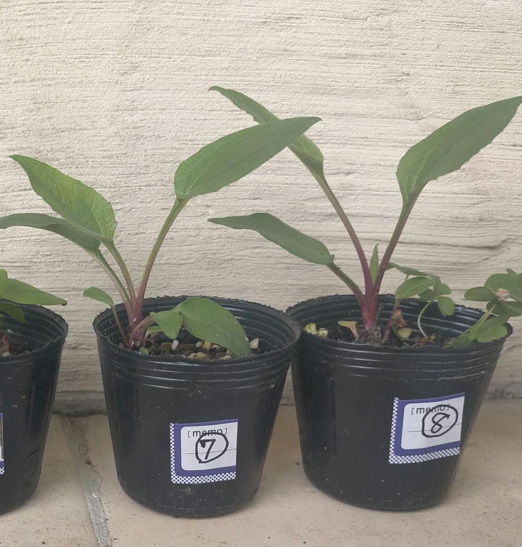 エキナセア（パラディソ）幼苗/八重性ローズ/宿根草/約80cm（ポットのまま）④