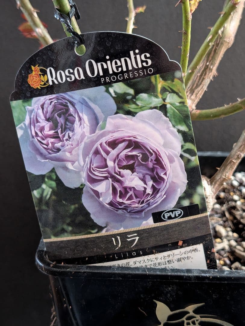 ★薔薇：四季咲き・カップ咲き・中輪房咲き・耐病性に優れた藤色の薔薇！！【リ〇】