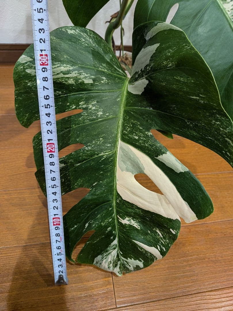 希少品種！斑入りモンステラ1鉢　約30cmのしっかり大葉♡