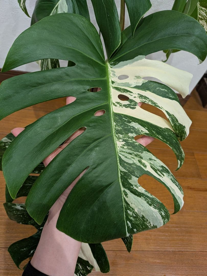 希少品種！斑入りモンステラ1鉢　約30cmのしっかり大葉♡