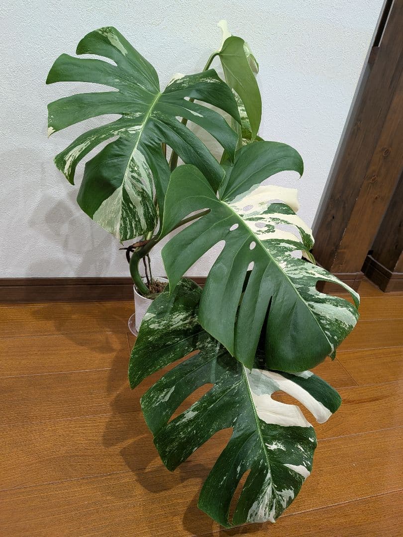 希少品種！斑入りモンステラ1鉢　約30cmのしっかり大葉♡