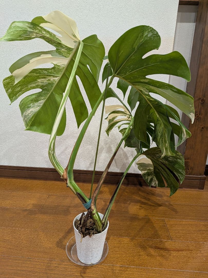 希少品種！斑入りモンステラ1鉢　約30cmのしっかり大葉♡