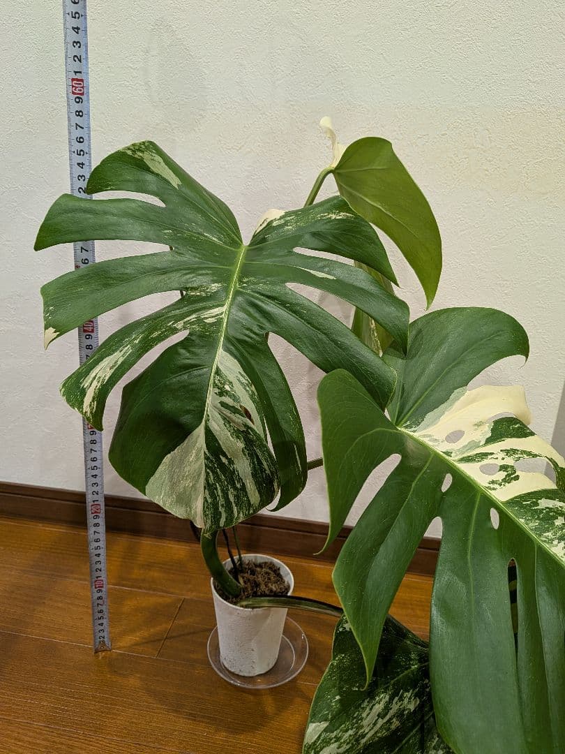 希少品種！斑入りモンステラ1鉢　約30cmのしっかり大葉♡