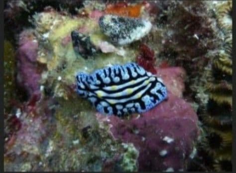 水中カメラセット　①LUMIX DMC-TZ7-A ②マリンケース DMW-MC