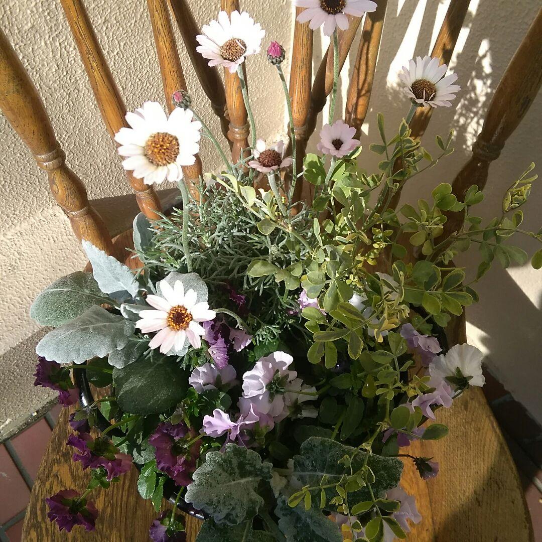 寄植え