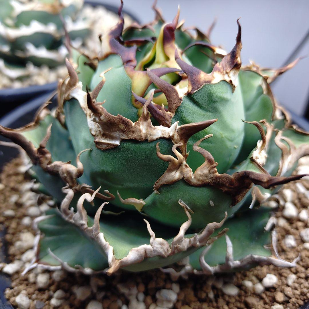 アガベ チタノタ シーザー 根っこつよし5寸サイズ