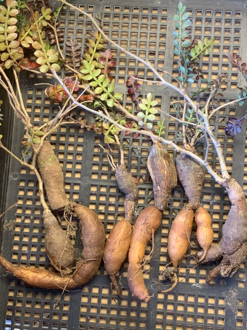 D-94 多肉植物 オペルクリカリア・パキプス 6株