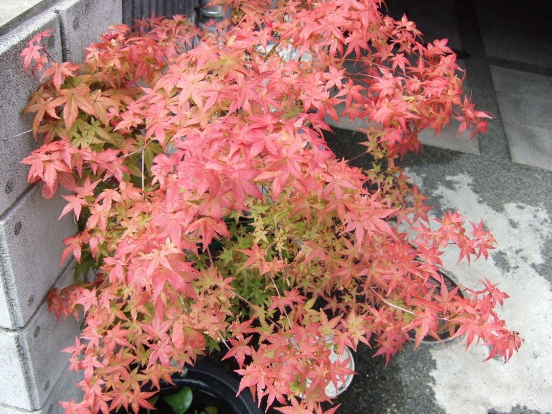 【美品✨】FUJIFILM FinePix F30 コンデジ CCD 作例あり