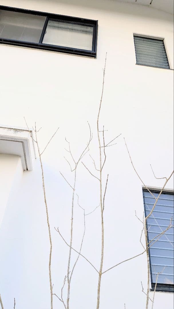 唯一無二。特大山採りアオダモ。