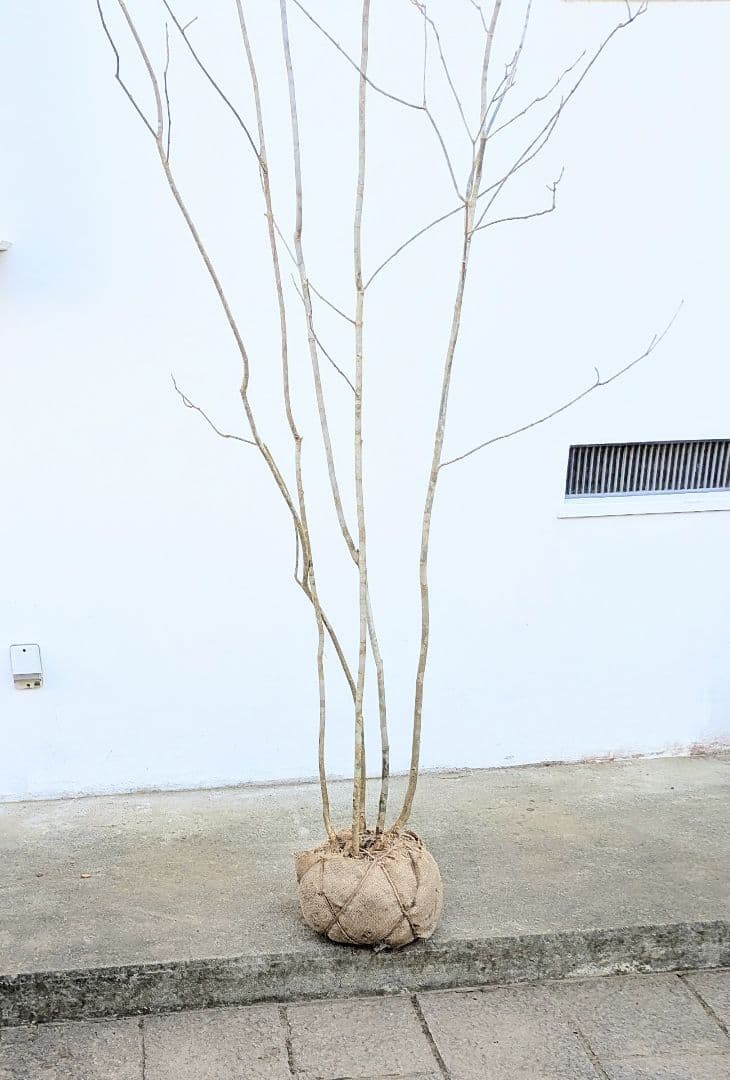 唯一無二。特大山採りアオダモ。