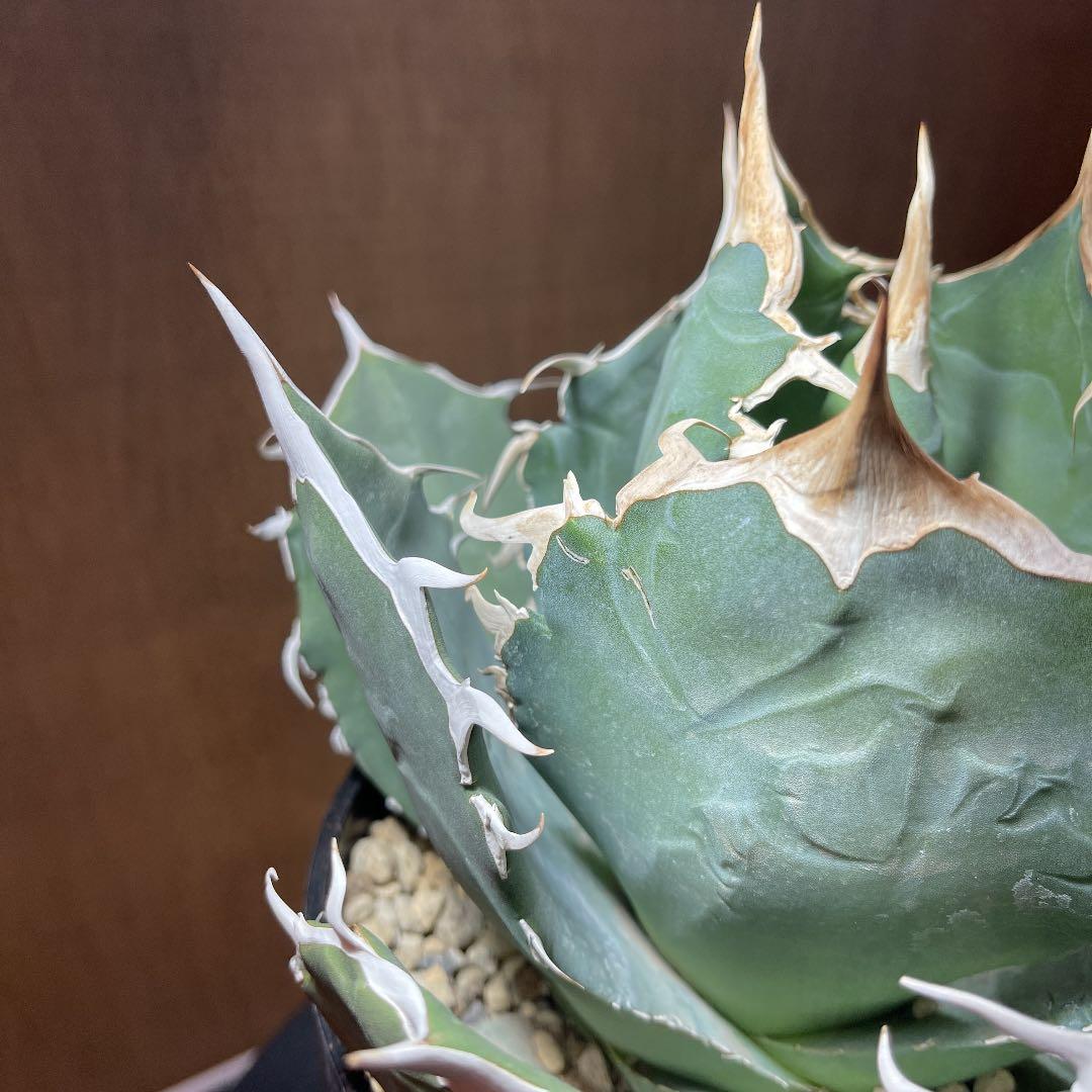 アガベ　チタノタ【白鯨】イラン輸入株　特大　強刺