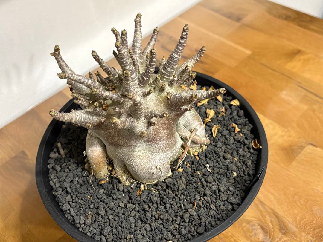 【早い者勝ち！】アデニウム　アラビカム　塊根植物 　多幹タイプコーデックス