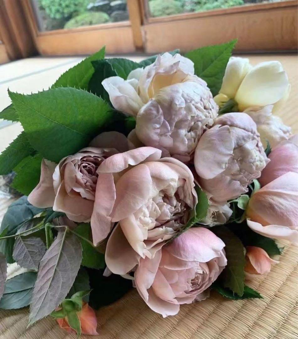 和バラ　バラ　薔薇　レアバラ