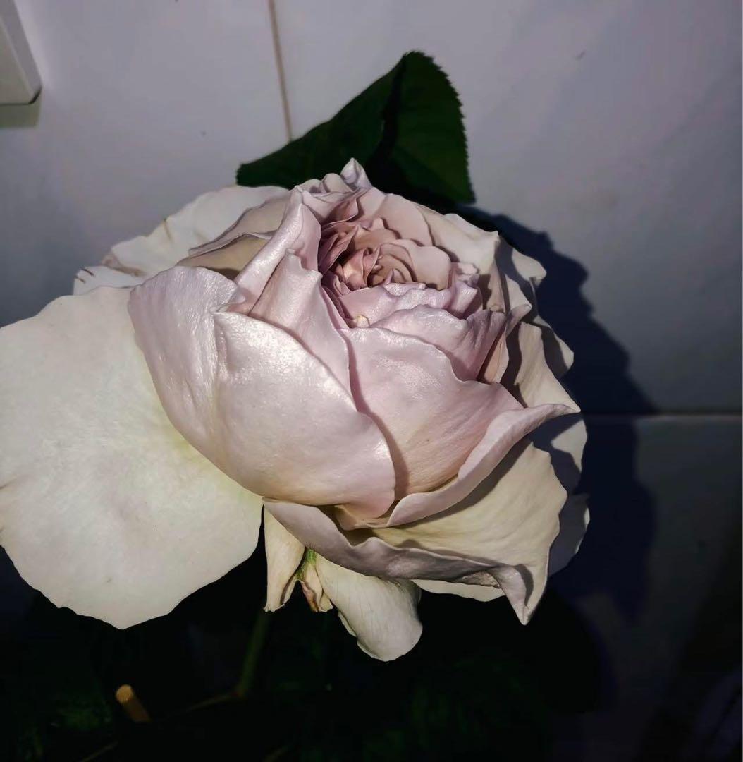 和バラ　バラ　薔薇　レアバラ