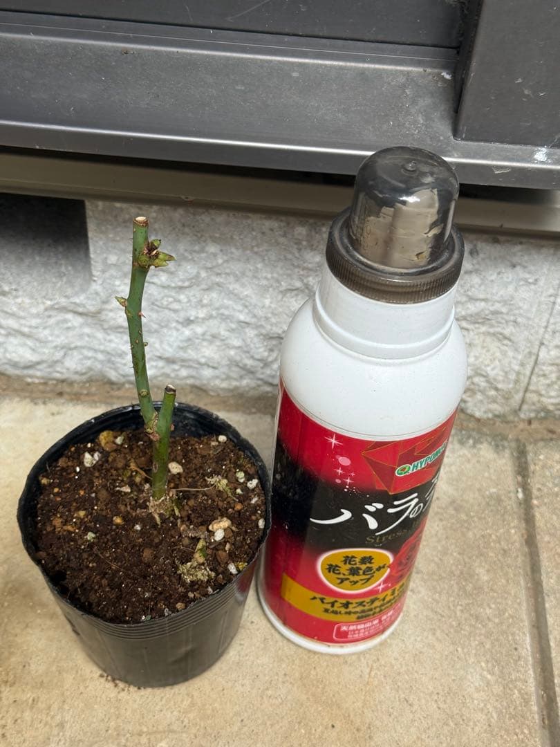 和バラ　バラ　薔薇　レアバラ