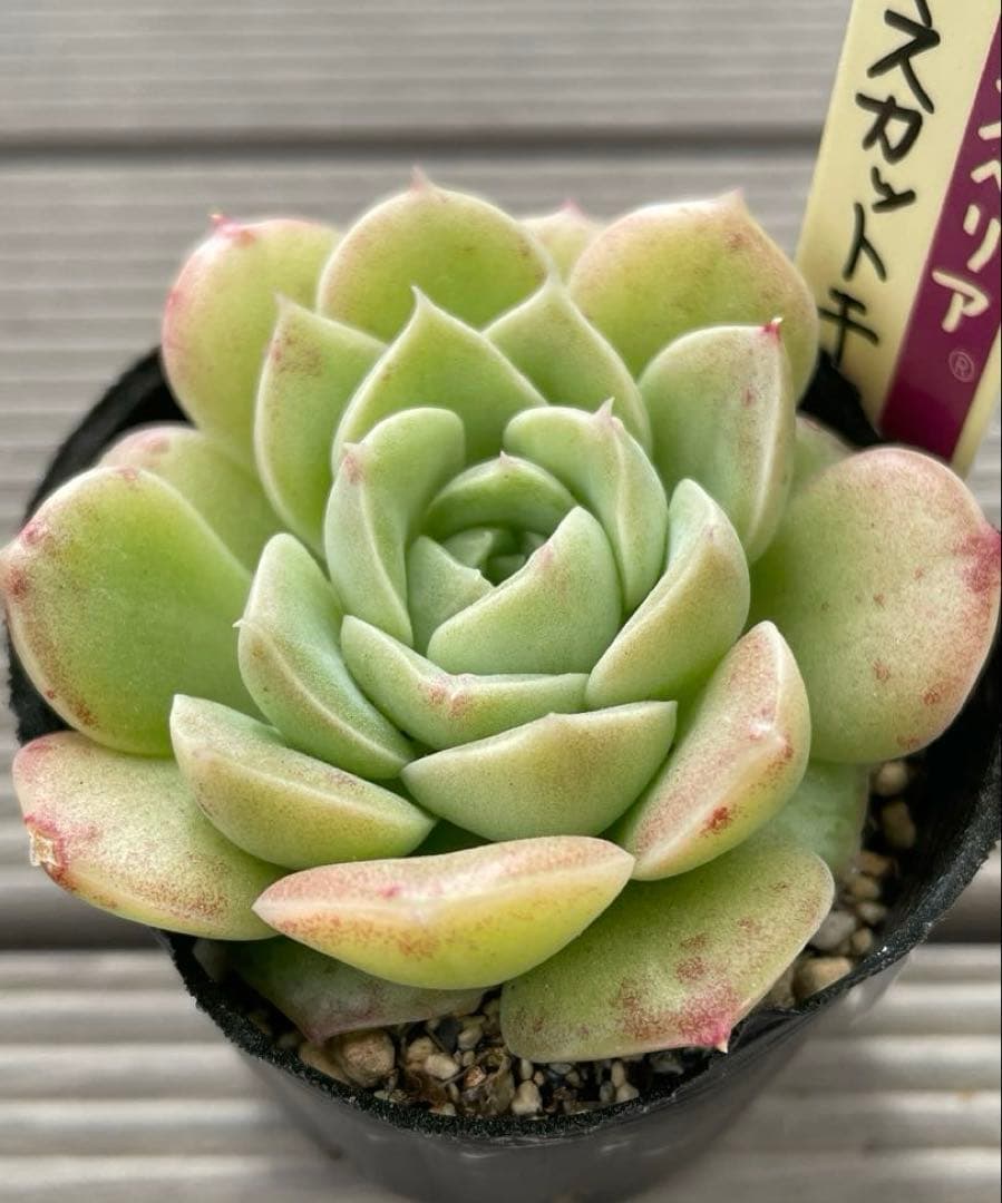 マスカットキャンディ　札付き　おらいさんミックスベリア　多肉植物