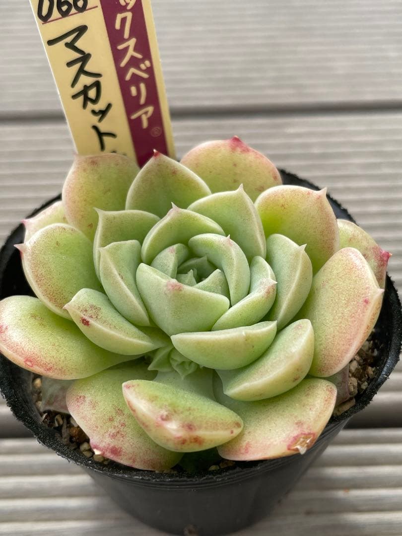 マスカットキャンディ　札付き　おらいさんミックスベリア　多肉植物