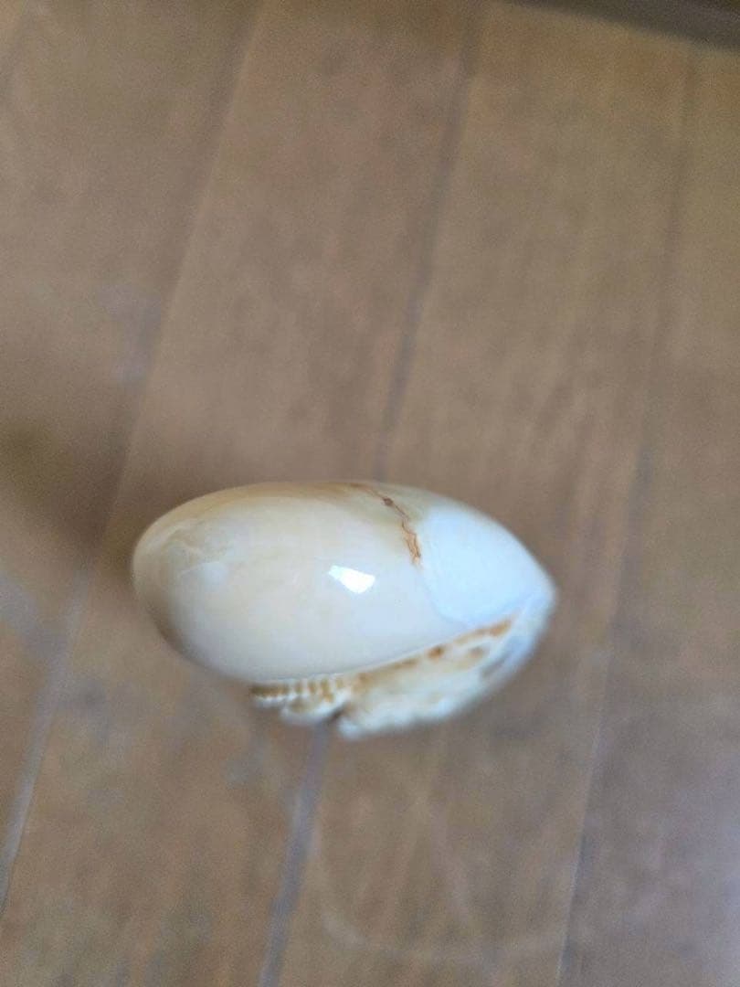玉峰　クジラの歯工芸品